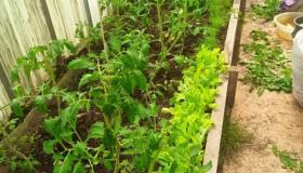 Сегодня получатели социальных услуг из клуба по интересам "Вдохновение" вместе с инструктором по труду Ильиной В. Н. решили сделать первый сбор мяты перечной, бергамота и мелиссы